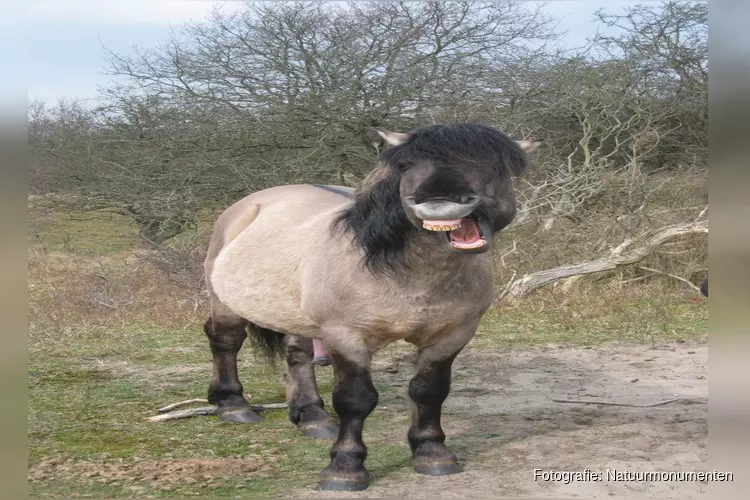 Herfstavontuur op de duin en bosdag