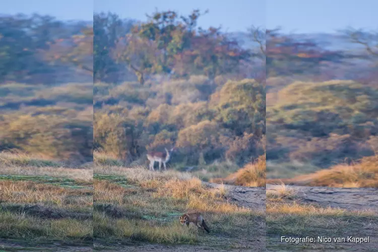 ‘Coronawandelaar’ schaadt de duinen