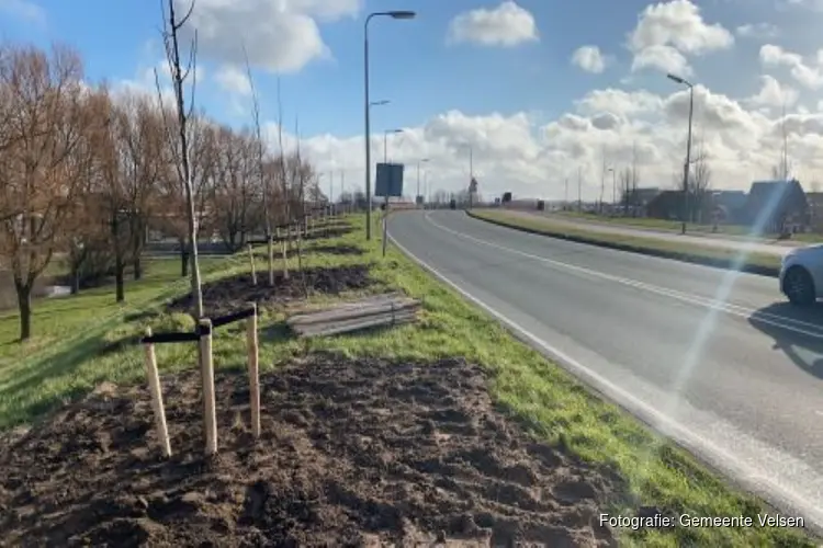 91 extra bomen op Velserbroekse/Santpoortse Dreef