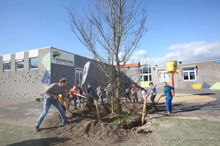 27e boom Lokaal Klimaat Akkoord geplant op schoolplein De Hoeksteen in Velserbroek!