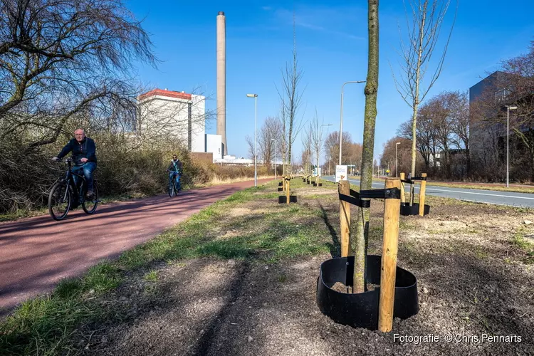 Vergroening in Velsen gerealiseerd met nieuwe bomen langs Pontweg en Velserbroekse Dreef
