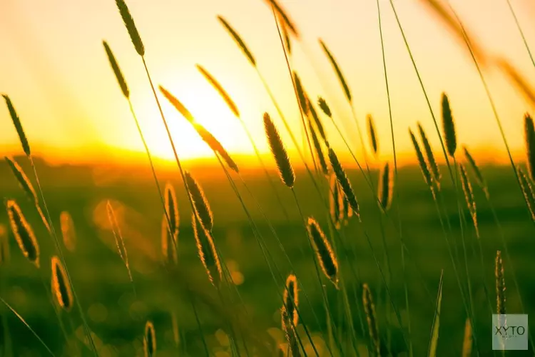 Rustige zomerweek voor de boeg, rond de 20 graden en lokaal een buitje mogelijk