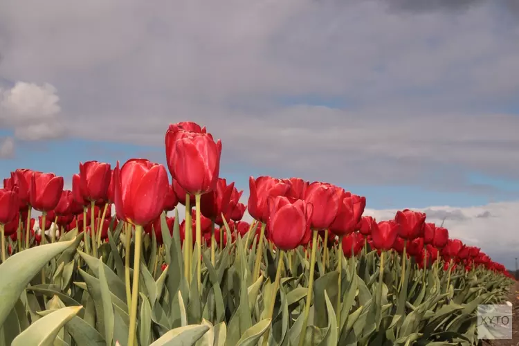 April doet ook in de laatste week wat het wil, met koude Koningsnacht