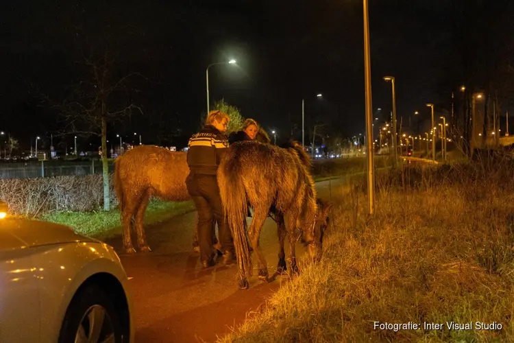 Paarden op de vlucht door Santpoort-Noord