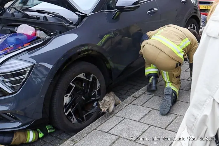 Brandweeractie: Kat bekneld in motor van auto