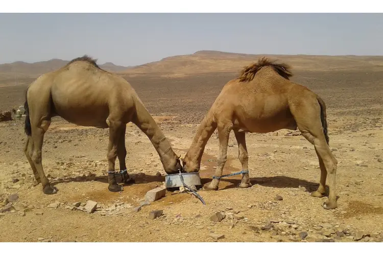 Lezing door Mia Wiercx van Rhijn over de Sahara in Bibliotheek IJmuiden