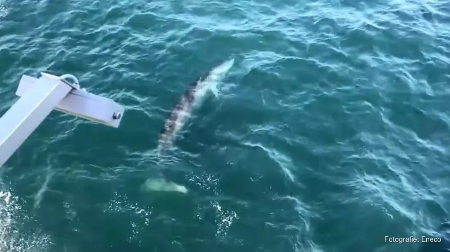 Zeldzame vinvis van 10 meter gespot bij IJmuiden