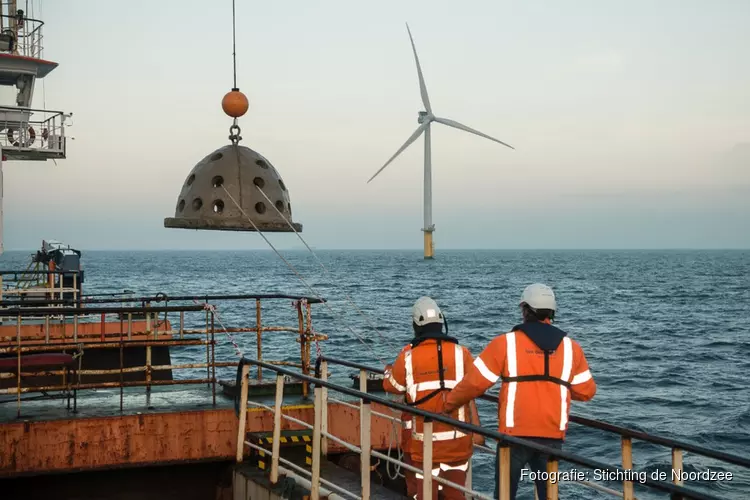 Oesters en kunstriffen te water voor nieuwe natuur in windpark op de Noordzee