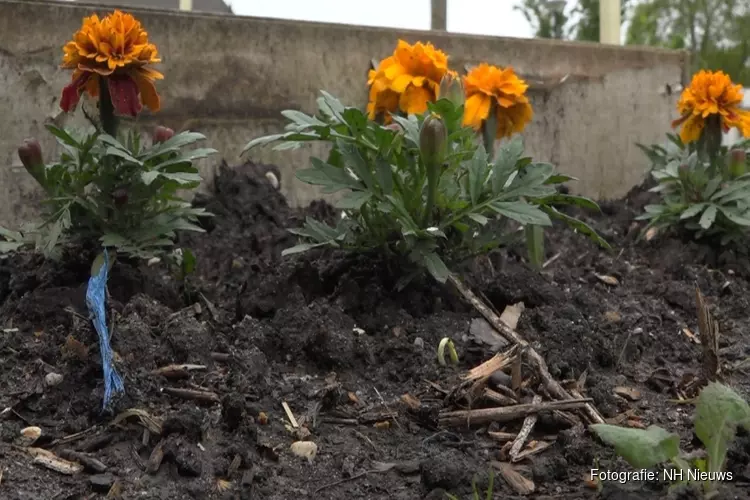 Gemeenten geven vervuilde compost gratis weg aan inwoners