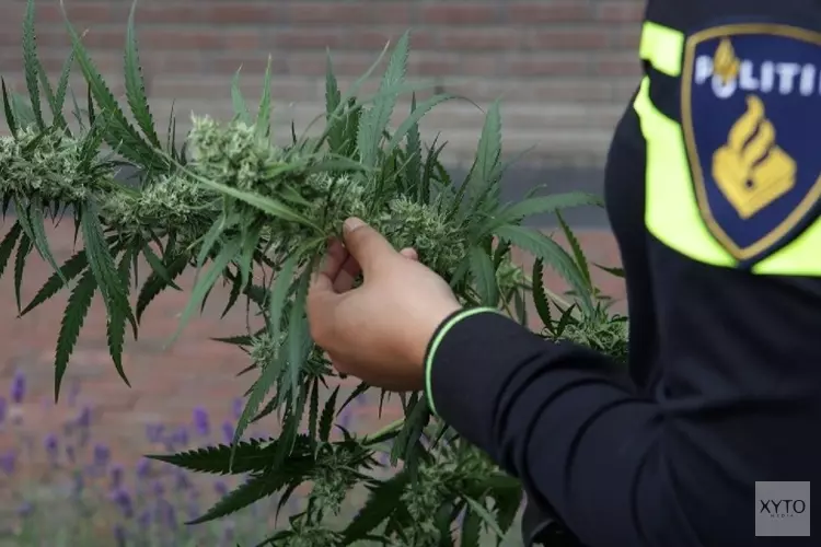Politie en douane kammen loodsen in haven IJmuiden uit: wietplantage ontdekt